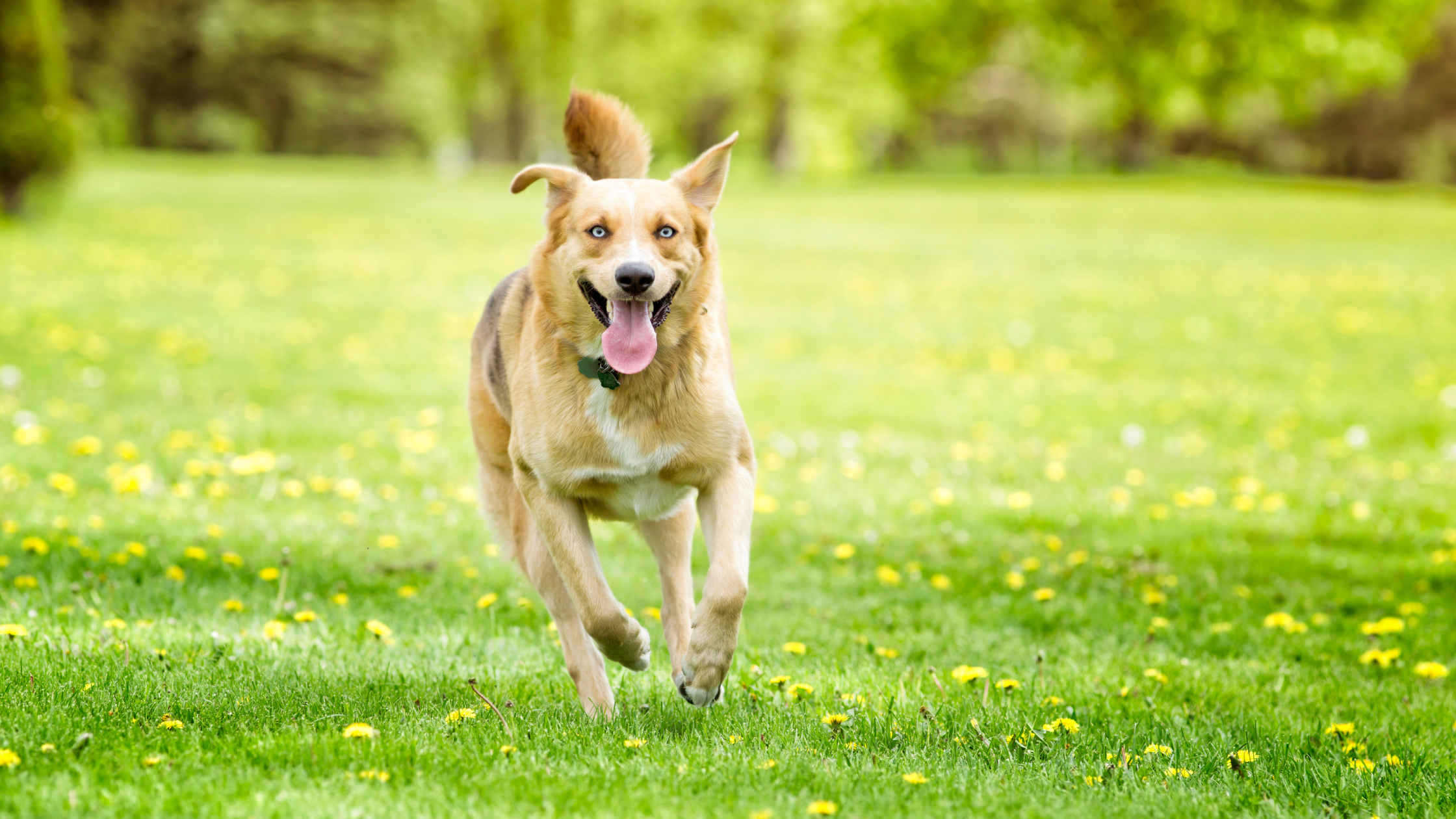 Debunking Pet Cancer Myths