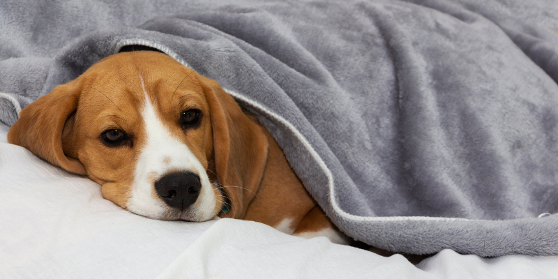 pets in pain, subtle signs your pet is in pain, pet health, pet emergency, Animal Emergency & Referral Center of Minnesota, Twin Cities emergency vet, Twin Cities animal hospital, Minnesota emergency vet, Minnesota animal hospital, Oakdale animal hospital, St. Paul animal hospital