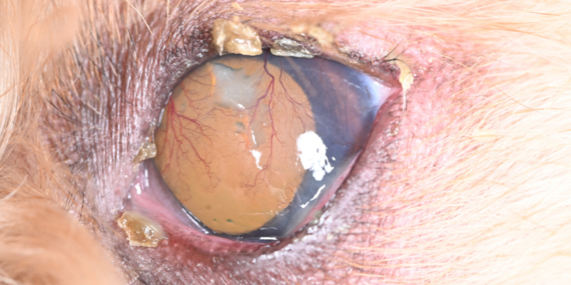 dry eye, dry eye in pets, Keratoconjunctivitis Sicca, KCS in pets, pet eye health, pet ocular health, veterinary ophthalmologist, veterinary ophthalmology, board-certified veterinary ophthalmologist, Twin Cities veterinary ophthalmologist, Minnesota veterinary ophthalmologist, Animal Emergency & Referral Center of Minnesota