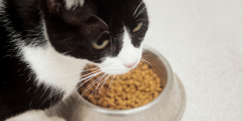 pets in pain, subtle signs your pet is in pain, pet health, pet emergency, Animal Emergency & Referral Center of Minnesota, Twin Cities emergency vet, Twin Cities animal hospital, Minnesota emergency vet, Minnesota animal hospital, Oakdale animal hospital, St. Paul animal hospital