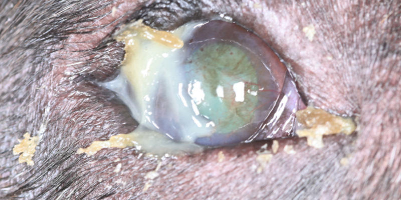 dry eye, dry eye in pets, Keratoconjunctivitis Sicca, KCS in pets, pet eye health, pet ocular health, veterinary ophthalmologist, veterinary ophthalmology, board-certified veterinary ophthalmologist, Twin Cities veterinary ophthalmologist, Minnesota veterinary ophthalmologist, Animal Emergency & Referral Center of Minnesota