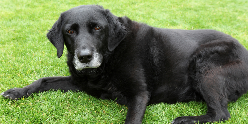 pets in pain, subtle signs your pet is in pain, pet health, pet emergency, Animal Emergency & Referral Center of Minnesota, Twin Cities emergency vet, Twin Cities animal hospital, Minnesota emergency vet, Minnesota animal hospital, Oakdale animal hospital, St. Paul animal hospital