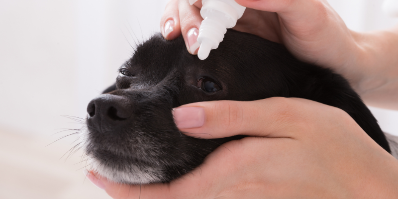 eye drops, dog treatment, dry eye, dry eye in pets, Keratoconjunctivitis Sicca, KCS in pets, pet eye health, pet ocular health, veterinary ophthalmologist, veterinary ophthalmology, board-certified veterinary ophthalmologist, Twin Cities veterinary ophthalmologist, Minnesota veterinary ophthalmologist, Animal Emergency & Referral Center of Minnesota