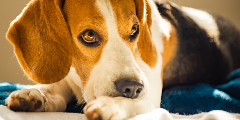 pets in pain, subtle signs your pet is in pain, pet health, pet emergency, Animal Emergency & Referral Center of Minnesota, Twin Cities emergency vet, Twin Cities animal hospital, Minnesota emergency vet, Minnesota animal hospital, Oakdale animal hospital, St. Paul animal hospital