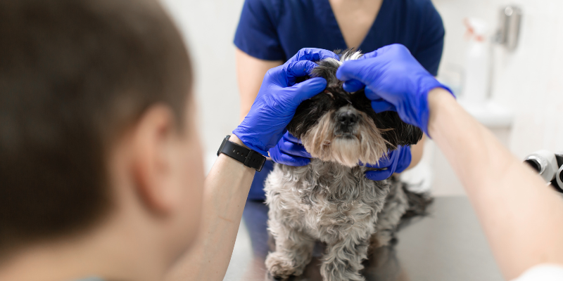 veterinary, eye exam, dry eye, dry eye in pets, Keratoconjunctivitis Sicca, KCS in pets, pet eye health, pet ocular health, veterinary ophthalmologist, veterinary ophthalmology, board-certified veterinary ophthalmologist, Twin Cities veterinary ophthalmologist, Minnesota veterinary ophthalmologist, Animal Emergency & Referral Center of Minnesota