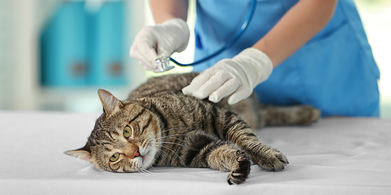 pets in pain, subtle signs your pet is in pain, pet health, pet emergency, Animal Emergency & Referral Center of Minnesota, Twin Cities emergency vet, Twin Cities animal hospital, Minnesota emergency vet, Minnesota animal hospital, Oakdale animal hospital, St. Paul animal hospital