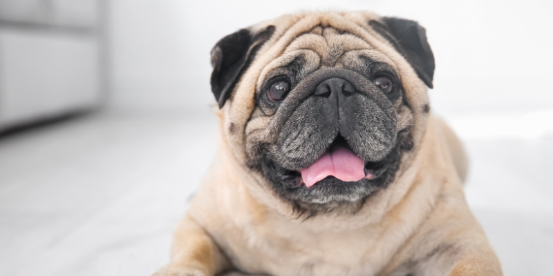 dry eye, dry eye in pets, Keratoconjunctivitis Sicca, KCS in pets, pet eye health, pet ocular health, veterinary ophthalmologist, veterinary ophthalmology, board-certified veterinary ophthalmologist, Twin Cities veterinary ophthalmologist, Minnesota veterinary ophthalmologist, Animal Emergency & Referral Center of Minnesota