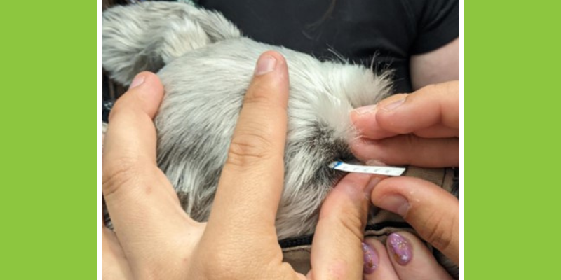 Schirmer Tear Test, dry eye, dry eye in pets, Keratoconjunctivitis Sicca, KCS in pets, pet eye health, pet ocular health, veterinary ophthalmologist, veterinary ophthalmology, board-certified veterinary ophthalmologist, Twin Cities veterinary ophthalmologist, Minnesota veterinary ophthalmologist, Animal Emergency & Referral Center of Minnesota