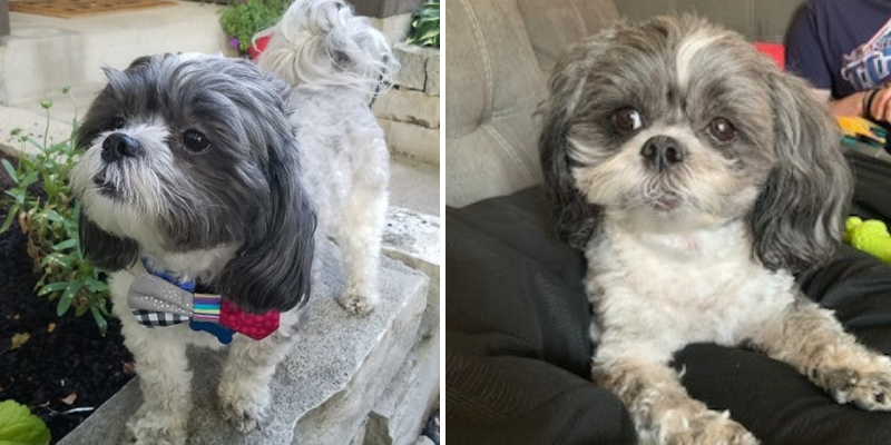 Fur-Tunately: Stories of Animal Survival, Animal Emergency & Referral Center of Minnesota, Ophthalmology Service, Twin Cities emergency vet, Saint Paul emergency vet, Minnesota emergency vet, Twin Cities animal emergency hospital, Saint Paul animal emergency hospital, Ophthalmology for pets, Twin Cities veterinary ophthalmology, Oakdale veterinary ophthalmology, Minnesota veterinary ophthalmology, pet ocular health, squinting in pets, dog squinting