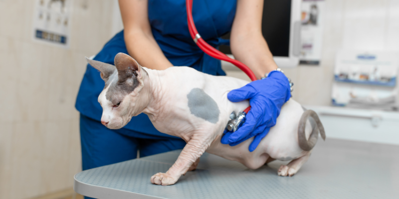 chronic diseases in pets, emergency symptoms for chronic diseases, when chronic diseases go south in pets, pet health, pet emergency, Animal Emergency & Referral Center of Minnesota, pet care
