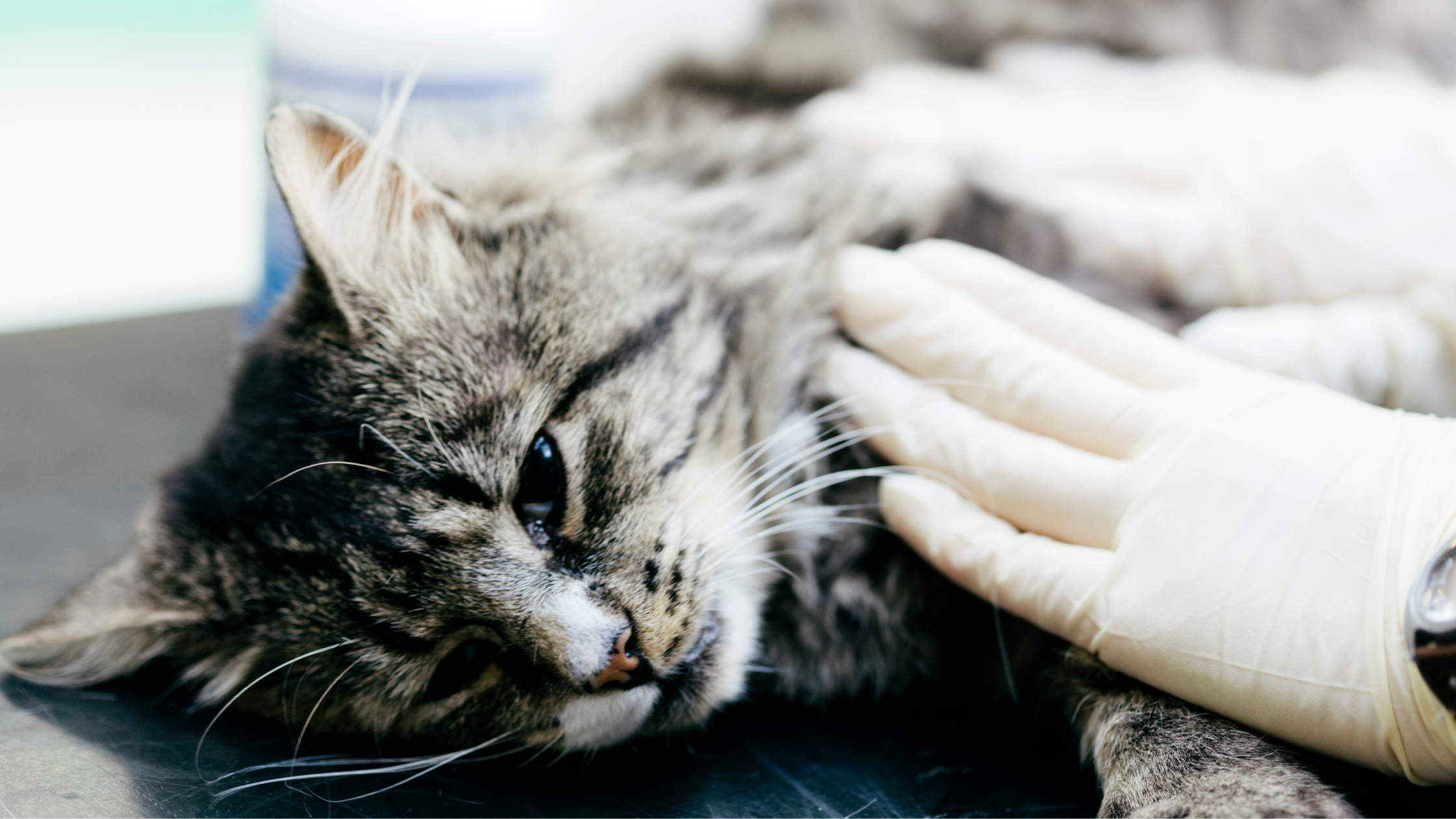 When Chronic Diseases Go South | Pet Health