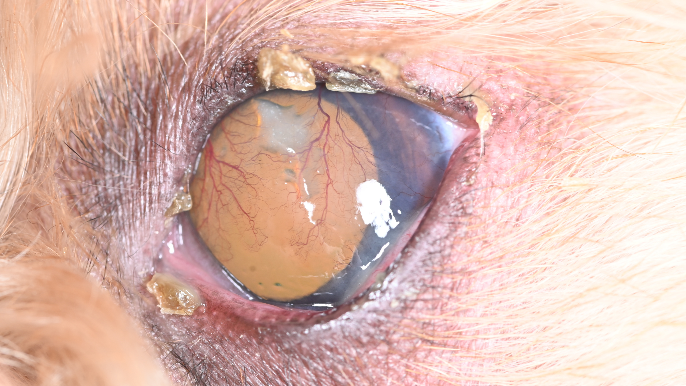 Dry Eye in Pets