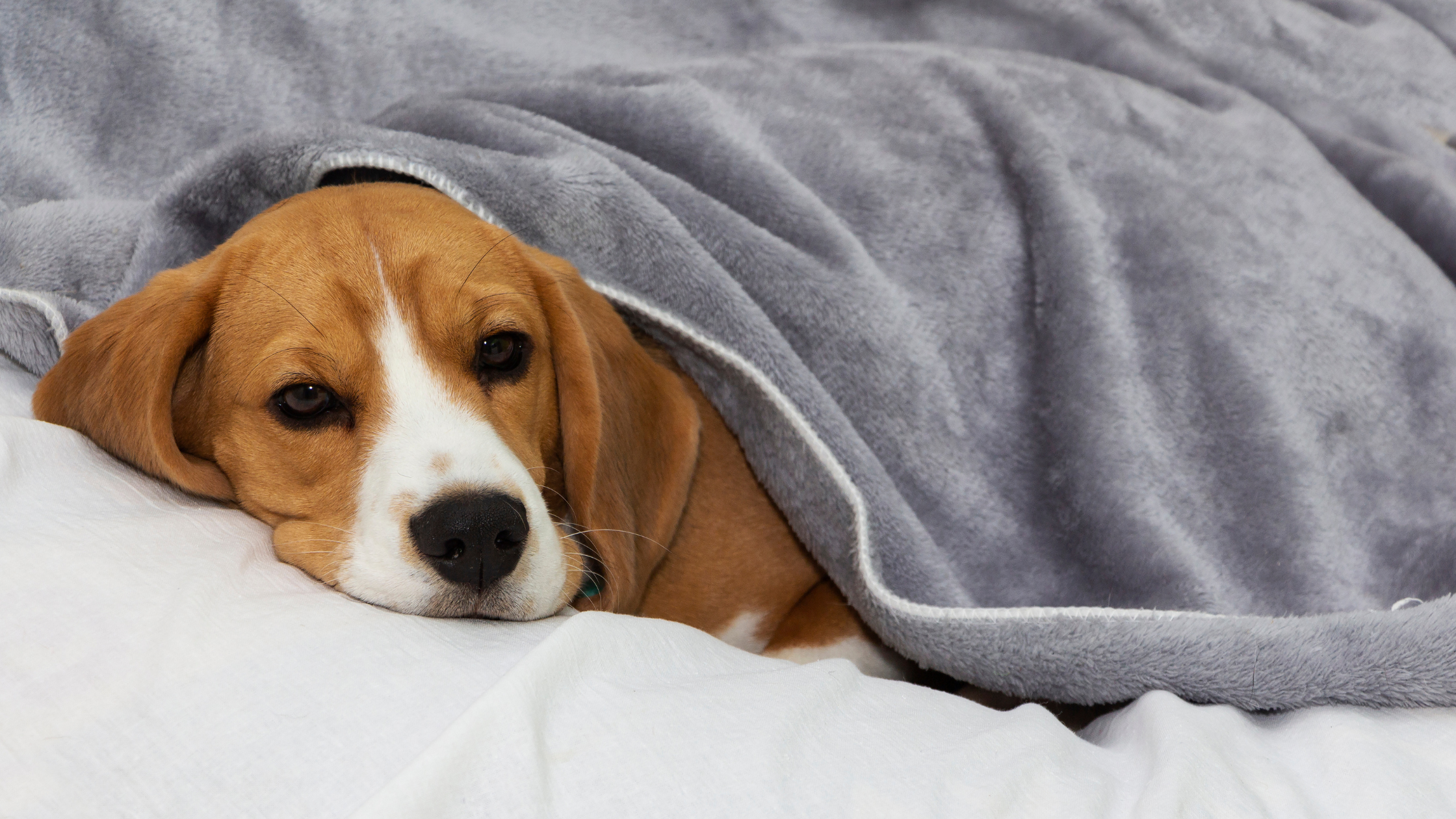 4 Subtle Signs Your Pet is in Pain