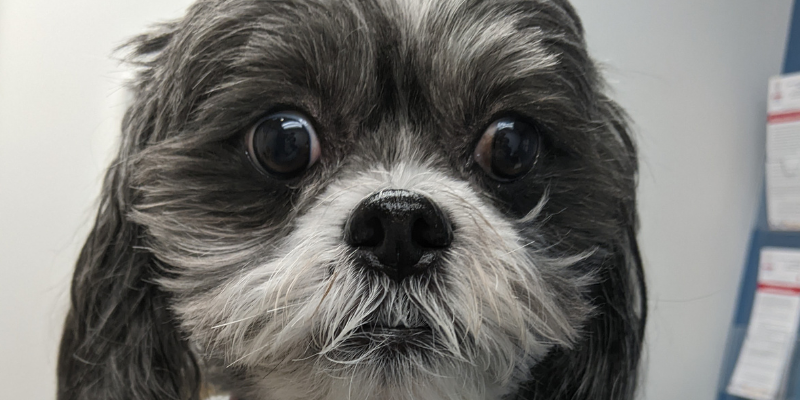 Fur-Tunately: Stories of Animal Survival, Animal Emergency & Referral Center of Minnesota, Ophthalmology Service, Twin Cities emergency vet, Saint Paul emergency vet, Minnesota emergency vet, Twin Cities animal emergency hospital, Saint Paul animal emergency hospital, Ophthalmology for pets, Twin Cities veterinary ophthalmology, Oakdale veterinary ophthalmology, Minnesota veterinary ophthalmology, pet ocular health, squinting in pets, dog squinting