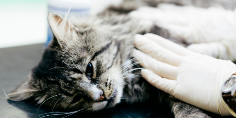 chronic diseases in pets, emergency symptoms for chronic diseases, when chronic diseases go south in pets, pet health, pet emergency, Animal Emergency & Referral Center of Minnesota, pet care