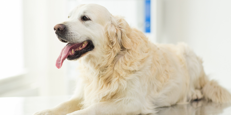 chronic diseases in pets, emergency symptoms for chronic diseases, when chronic diseases go south in pets, pet health, pet emergency, Animal Emergency & Referral Center of Minnesota, pet care