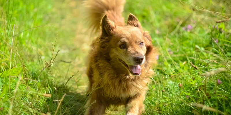 summer skin conditions, pet skin conditions, veterinary dermatology, board-certified veterinary dermatologist, Animal Emergency & Referral Center of Minnesota, Dermatology Service, Twin Cities veterinary dermatologist, Minnesota veterinary dermatologist