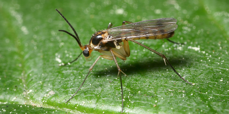 summer skin conditions, pet skin conditions, veterinary dermatology, board-certified veterinary dermatologist, Animal Emergency & Referral Center of Minnesota, Dermatology Service, Twin Cities veterinary dermatologist, Minnesota veterinary dermatologist