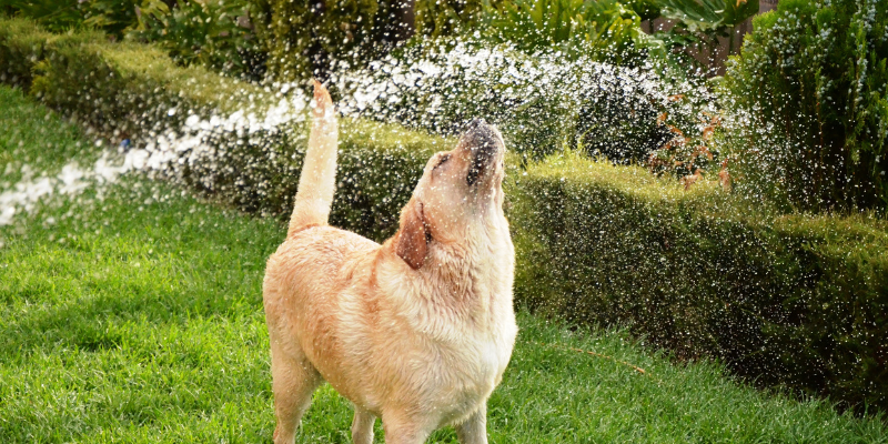 summer skin conditions, pet skin conditions, veterinary dermatology, board-certified veterinary dermatologist, Animal Emergency & Referral Center of Minnesota, Dermatology Service, Twin Cities veterinary dermatologist, Minnesota veterinary dermatologist