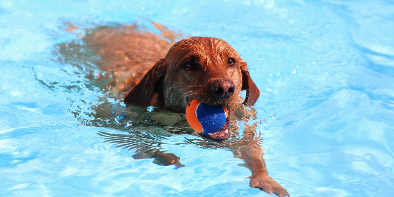 summer skin conditions, pet skin conditions, veterinary dermatology, board-certified veterinary dermatologist, Animal Emergency & Referral Center of Minnesota, Dermatology Service, Twin Cities veterinary dermatologist, Minnesota veterinary dermatologist