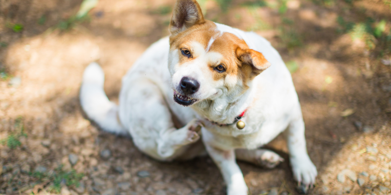 summer skin conditions, pet skin conditions, veterinary dermatology, board-certified veterinary dermatologist, Animal Emergency & Referral Center of Minnesota, Dermatology Service, Twin Cities veterinary dermatologist, Minnesota veterinary dermatologist