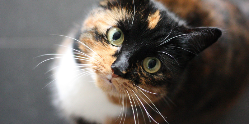 cat gagging, cat health, cat emergency, Animal Emergency & Referral Center of Minnesota, Saint Paul emergency vet, Oakdale emergency vet, when to go to animal ER for cat gagging, pet emergency