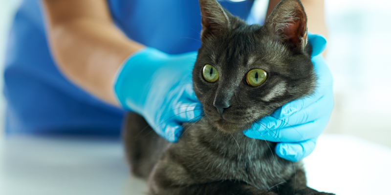 cat gagging, cat health, cat emergency, Animal Emergency & Referral Center of Minnesota, Saint Paul emergency vet, Oakdale emergency vet, when to go to animal ER for cat gagging, pet emergency