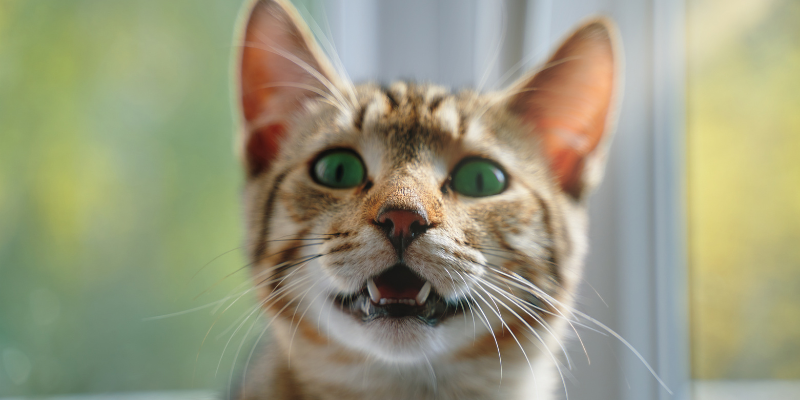 cat gagging, cat health, cat emergency, Animal Emergency & Referral Center of Minnesota, Saint Paul emergency vet, Oakdale emergency vet, when to go to animal ER for cat gagging, pet emergency