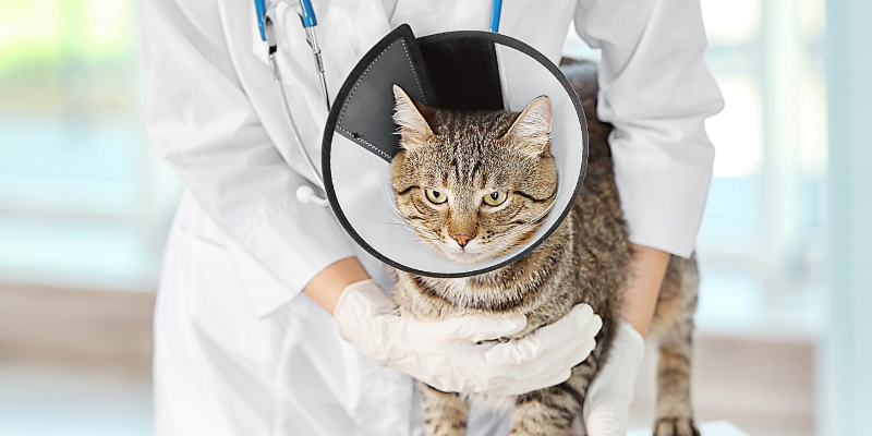 cat gagging, cat health, cat emergency, Animal Emergency & Referral Center of Minnesota, Saint Paul emergency vet, Oakdale emergency vet, when to go to animal ER for cat gagging, pet emergency