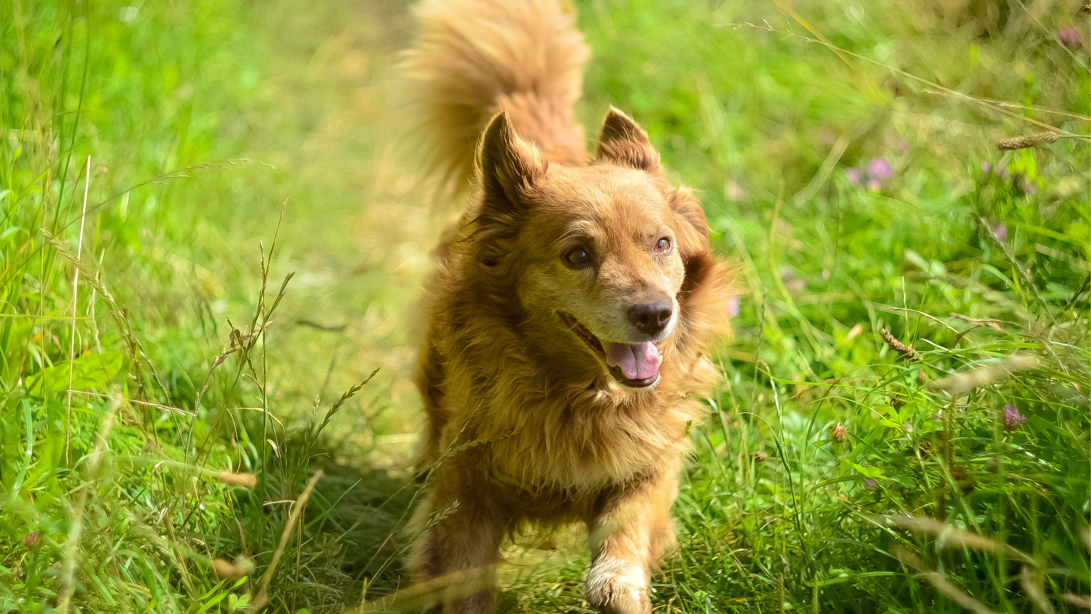 Four Concerns for Your Pet’s Skin This Summer