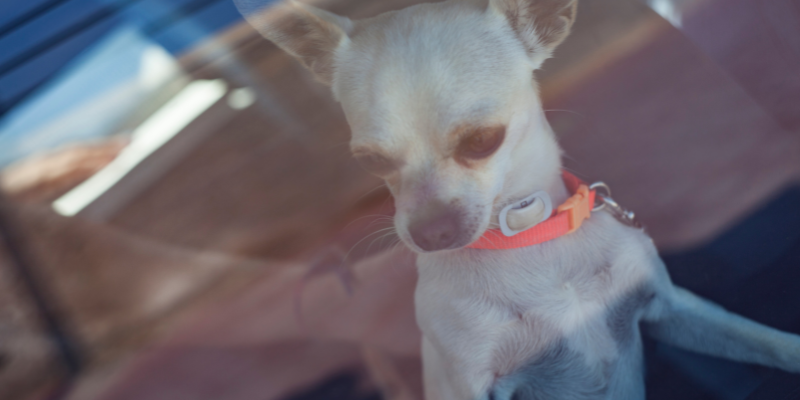 what to do if you see a pet in a hot car, pet safety, pet laws, Minnesota pet laws, Twin Cities pet laws, emergency vet, Animal Emergency & Referral Center of Minnesota, Good Samaritan, pet health, overheating pets, heat stroke in pets