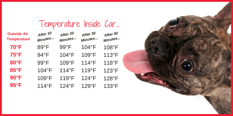 what to do if you see a pet in a hot car, pet safety, pet laws, Minnesota pet laws, Twin Cities pet laws, emergency vet, Animal Emergency & Referral Center of Minnesota, Good Samaritan, pet health, overheating pets, heat stroke in pets