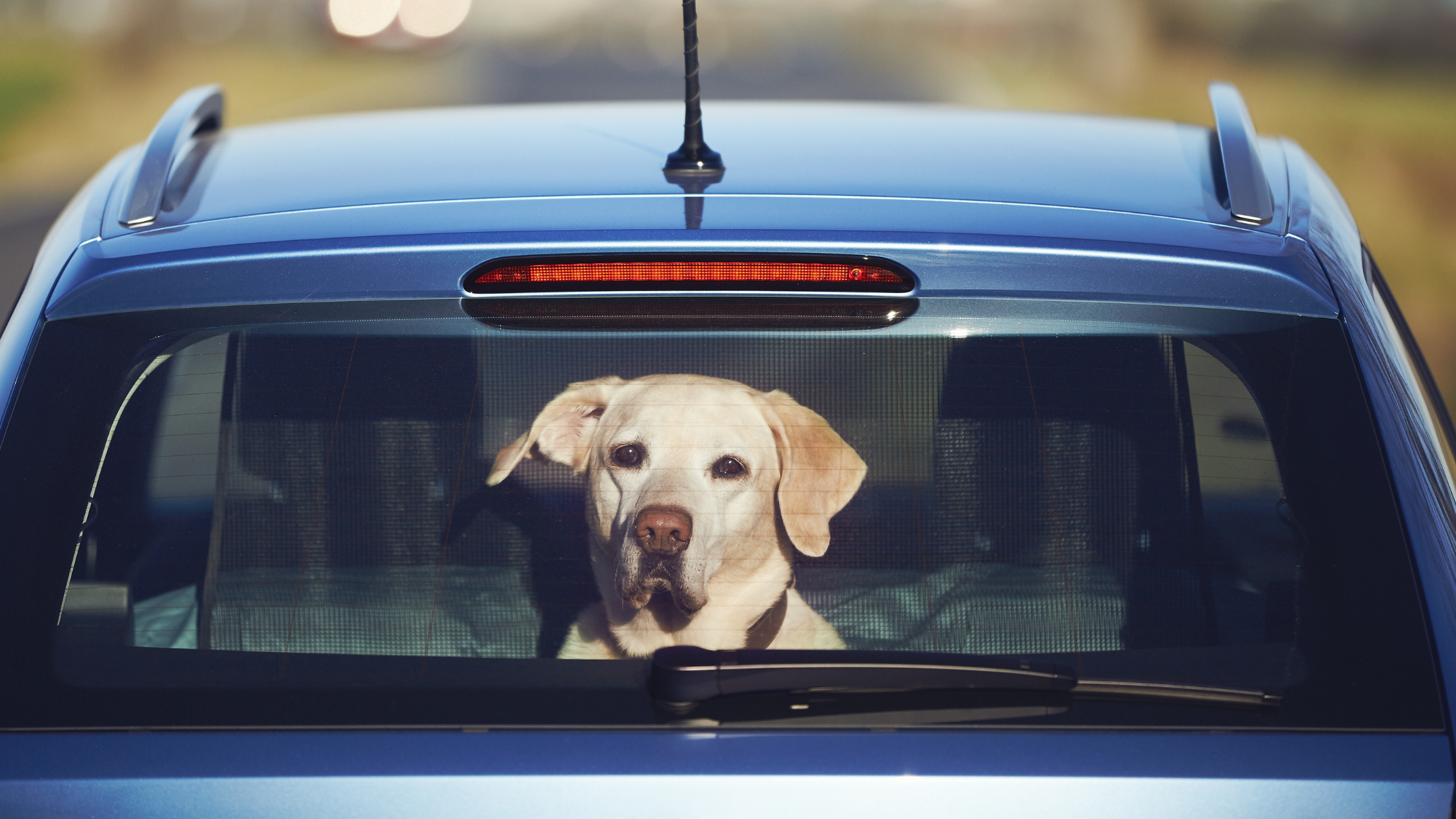 What To Do If You See a Pet in a Hot Car in Minnesota