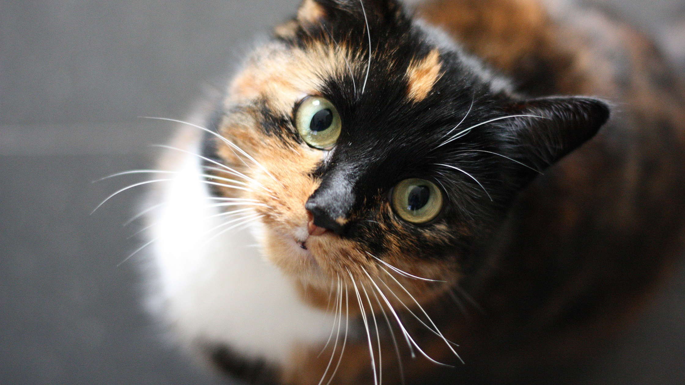 Cat Gagging: Common Causes & When to Go to the ER