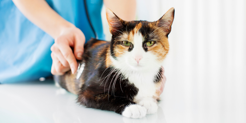 sepsis in pets, infections in pets, symptoms of sepsis in pets, diagnosing sepsis in pets, Animal Emergency & Referral Center of Minnesota, pet health, pet emergency, board-certified veterinary criticalist