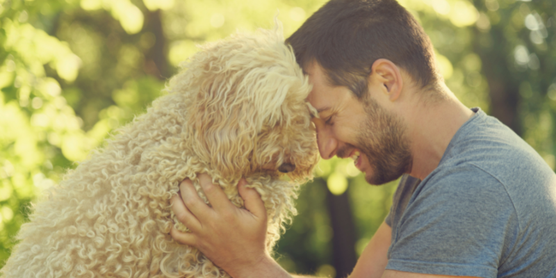 sepsis in pets, infections in pets, symptoms of sepsis in pets, diagnosing sepsis in pets, Animal Emergency & Referral Center of Minnesota, pet health, pet emergency, board-certified veterinary criticalist