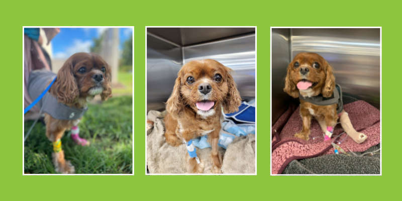 Milo the Miracle Dog, life-saving veterinary surgery, miracle dog, hit by car, veterinary, pet health, pet emergency, Animal Emergency & Referral Center of Minnesota, pet surgery, AERC Surgery