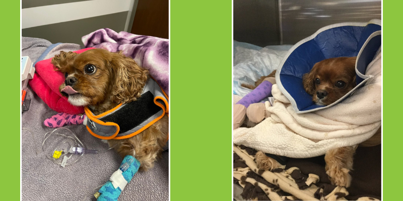 Milo the Miracle Dog, life-saving veterinary surgery, miracle dog, hit by car, veterinary, pet health, pet emergency, Animal Emergency & Referral Center of Minnesota, pet surgery, AERC Surgery