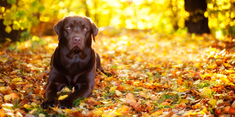 autumn pet toxins, autumn pet hazards, fall pet toxins, fall pet hazards, pet health, pet safety, emergency vet, Animal Emergency & Referral Center of Minnesota, Twin Cities emergency vet, Minnesota emergency vet, veterinary, Twin Cities, Saint Paul, Oakdale, Minnesota