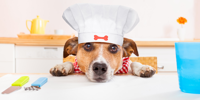 human foods, allium foods, yeast dough, chocolate, xylitol, grapes, raisins, alcohol, autumn pet toxins, autumn pet hazards, fall pet toxins, fall pet hazards, pet health, pet safety, emergency vet, Animal Emergency & Referral Center of Minnesota, Twin Cities emergency vet, Minnesota emergency vet, veterinary, Twin Cities, Saint Paul, Oakdale, Minnesota