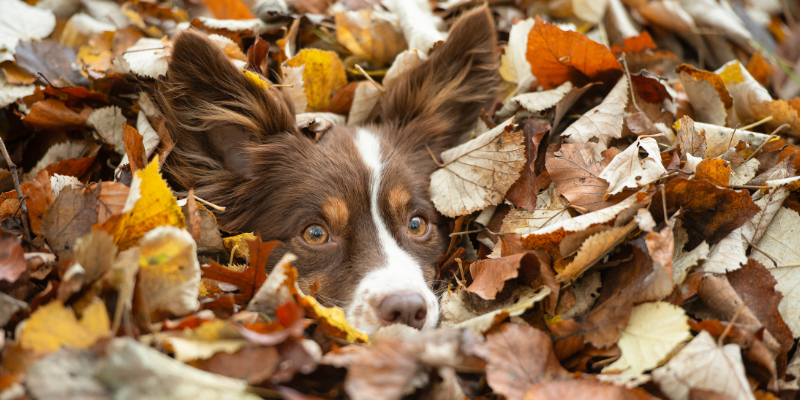 autumn pet toxins, autumn pet hazards, fall pet toxins, fall pet hazards, pet health, pet safety, emergency vet, Animal Emergency & Referral Center of Minnesota, Twin Cities emergency vet, Minnesota emergency vet, veterinary, Twin Cities, Saint Paul, Oakdale, Minnesota