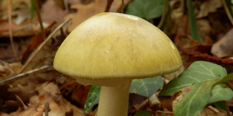 wild mushrooms, autumn pet toxins, autumn pet hazards, fall pet toxins, fall pet hazards, pet health, pet safety, emergency vet, Animal Emergency & Referral Center of Minnesota, Twin Cities emergency vet, Minnesota emergency vet, veterinary, Twin Cities, Saint Paul, Oakdale, Minnesota