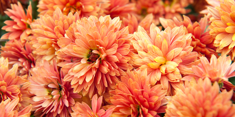 autumn flowers, mums, autumn crocus, autumn pet toxins, autumn pet hazards, fall pet toxins, fall pet hazards, pet health, pet safety, emergency vet, Animal Emergency & Referral Center of Minnesota, Twin Cities emergency vet, Minnesota emergency vet, veterinary, Twin Cities, Saint Paul, Oakdale, Minnesota