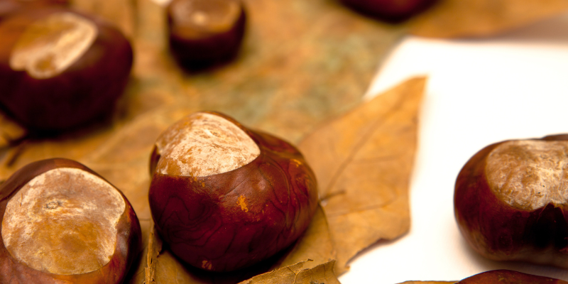 acorns, conkers, autumn pet toxins, autumn pet hazards, fall pet toxins, fall pet hazards, pet health, pet safety, emergency vet, Animal Emergency & Referral Center of Minnesota, Twin Cities emergency vet, Minnesota emergency vet, veterinary, Twin Cities, Saint Paul, Oakdale, Minnesota