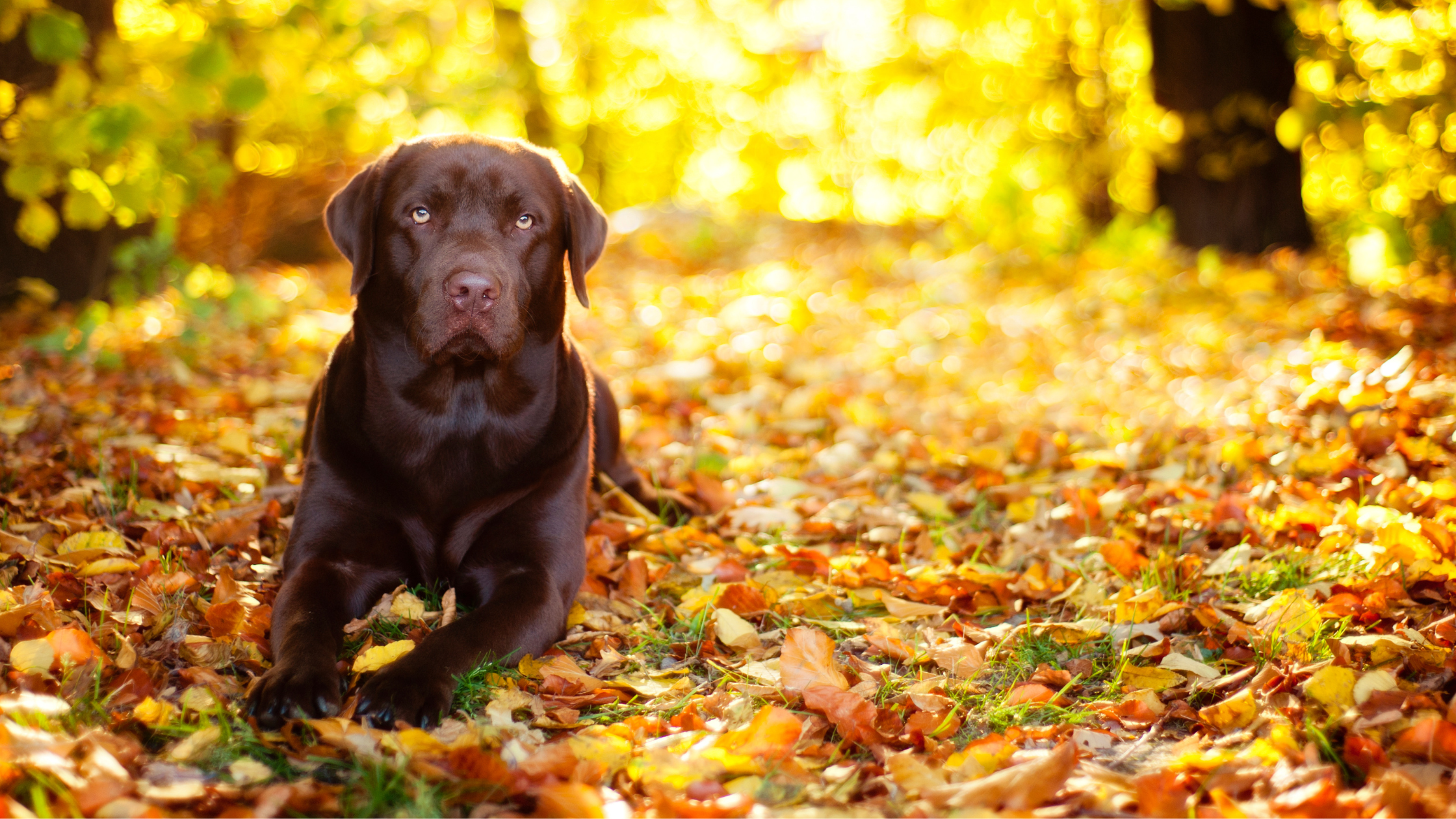 10 Common Autumn Pet Hazards