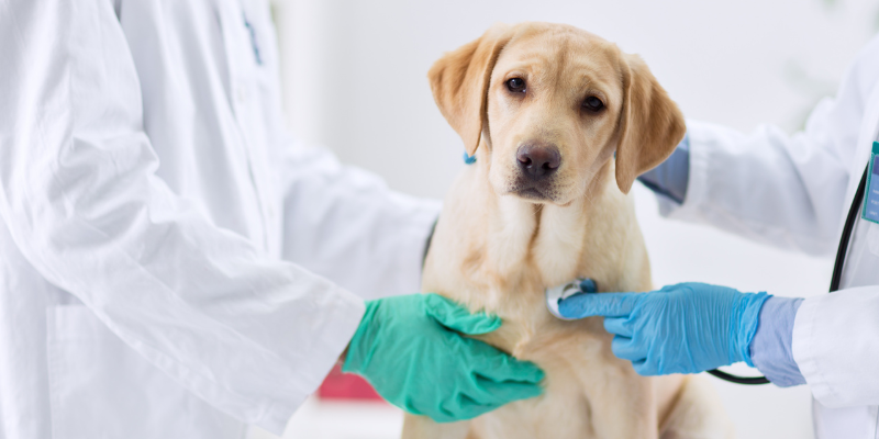 GI Upset, pet health, vomiting, bloody diarrhea, abdominal pain, vomiting in pets, dog vomiting, cat vomiting, dog bloody diarrhea, cat bloody diarrhea, pet emergency, veterinary, Animal Emergency & Referral Center of Minnesota, Twin Cities emergency vet, Minnesota emergency vet, 