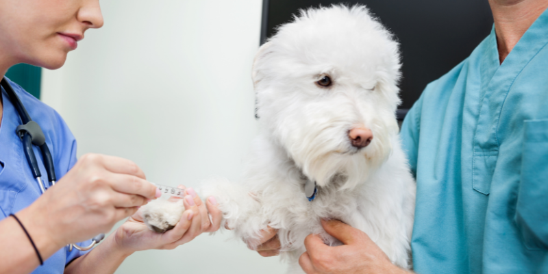 GI Upset, pet health, vomiting, bloody diarrhea, abdominal pain, vomiting in pets, dog vomiting, cat vomiting, dog bloody diarrhea, cat bloody diarrhea, pet emergency, veterinary, Animal Emergency & Referral Center of Minnesota, Twin Cities emergency vet, Minnesota emergency vet, 