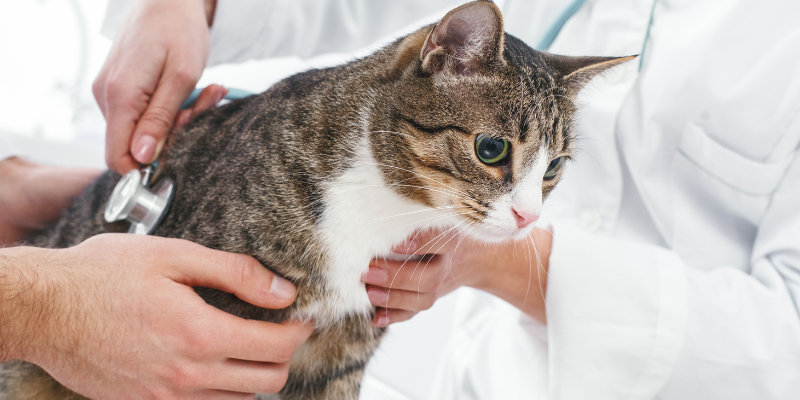 GI Upset, pet health, vomiting, bloody diarrhea, abdominal pain, vomiting in pets, dog vomiting, cat vomiting, dog bloody diarrhea, cat bloody diarrhea, pet emergency, veterinary, Animal Emergency & Referral Center of Minnesota, Twin Cities emergency vet, Minnesota emergency vet, 