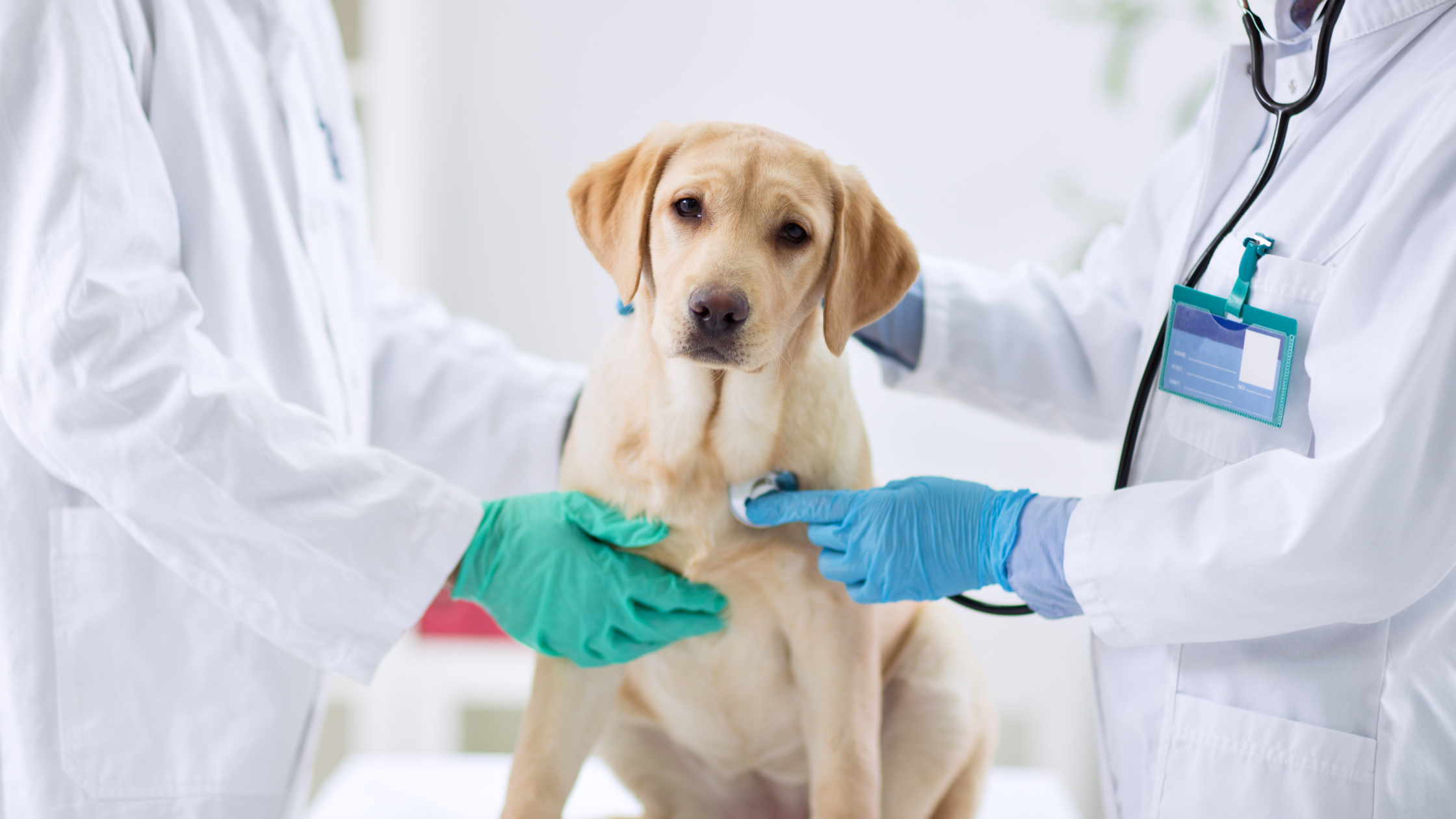 Understanding GI Upset in Pets & When to Go to the ER