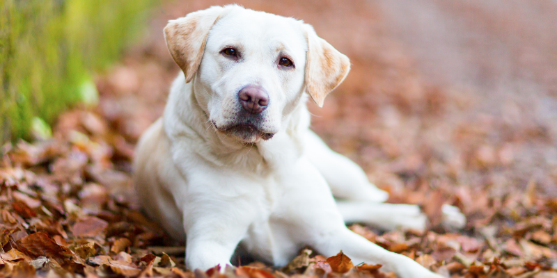  Animal Emergency & Referral Center of Minnesota, board-certified veterinary oncologist, bone cancer, bone cancer in dogs, bone cancer in cats, bone cancer in pets, cancer in pets, cat cancer, dog cancer, Minnesota veterinary oncologist, osteosarcoma, osteosarcoma in cats, osteosarcoma in dogs, osteosarcoma in dogs, pet cancer, pet health, Twin Cities veterinary oncologist, veterinary oncology